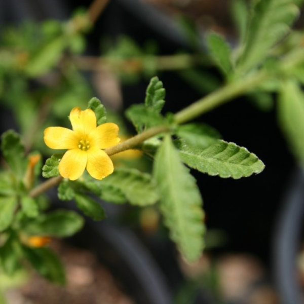 Plante sèche, Damiana feuilles, Bio vrac